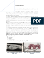 Sistema Genitourinario en Felinos Hembras