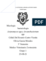 Actynomyces SPP y Arcanobacterium SPP