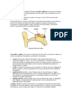 Huesos Del Oído