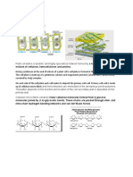 Plant Cell Structure Types and Functions