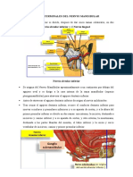 Ramas Terminales Del Mandibular