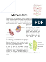 Mitocondrias