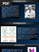 Complejo Mayor de Histocompatibilidad