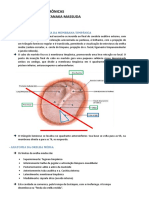 Anatomia e Fisiologia Dos Ouvidos - Otites