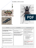 Les Carabes - Nos Alliés Au Potager PDF