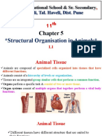 Structural Organisation in Animals