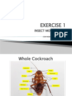 Exercise 1: Insect Morphology