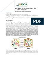 PRÁCTICA 11. Extracción e Identificación de ADN Vegetal Vs Animal