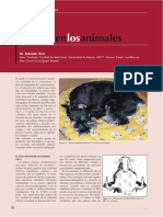 Informacion Veterinaria 05 Sueoanimales