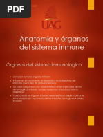 2 Anatomia y Organos Del Sistema Inmune