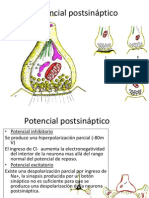 Potencial Postsinaptico y Neurotransmisores