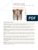 Informe Tronco y Columna