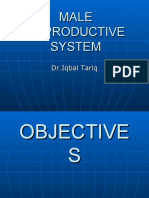 Male Reproductive System