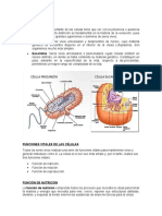 Tipos de Célula Y Funciones Vitales