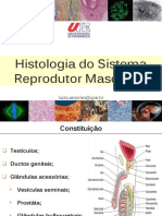 AULA 10 - Sistema Reprodutor Masculino