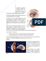 Fisiologia Del Iris