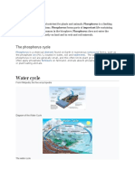 Phosphorus Cycle