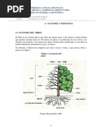 Tema 3 Anatomia Del Arbol