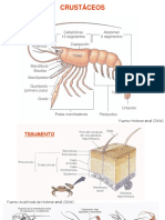 10 Crustacea