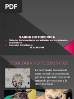 Sarna Notoedrica Presentacion