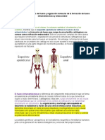 Resumen Libro Osificación Imágenes