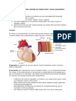 Histologia Del Corazon, Sistema de Conducción y Vasos Sanguíneos