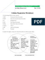 Cellular Respiration Worksheet