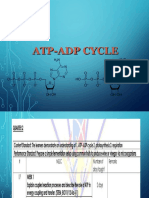 1 - ATP-ADP - Cycle