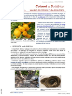 COTONET de SUDÁFRICA. MANEJO en CITRICULTURA ECOLÓGICA. Ficha Técnica.