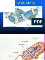  Membrana Citoplasmática