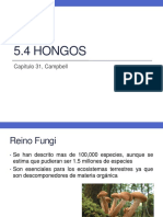 Hongos