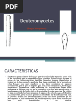 Deuteromycetes