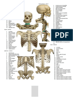 Head and Neck - Anterior Head and Neck - Lateral