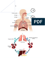 Etapas de La Respiracion 