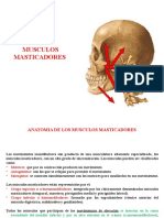 Anatomia de Los Musculos Masticadores