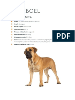 BOERBOEL