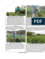 Pastures Improved Promoted by SNV CIAT