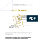 Plexo Cervical