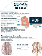 Musculos Del Tórax