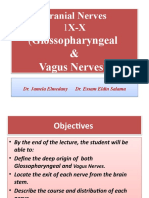 L8) Anatomy of Crainial Nerves IX - X Glossopha PPT and Pdfryngeal and Vagus Nerve