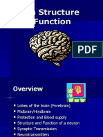 Brain Neurotransmitters