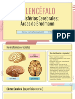 Hemisferios Cerebrales - Neuro