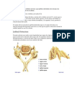 Anatomia Atlas Axis Torax