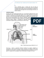 Fonetica Articulatoria e Aparelho Fonador