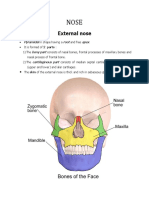 Anatomy Nose 2