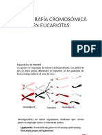 Cartografía Cromosómica