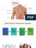 Anatomía Torácica