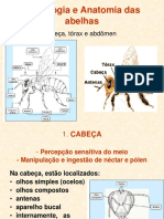 Apicultura - Aula 3 - Anatomia e Fisiologia Das Abelhas