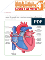 Aparato Circulatorio y Sus Partes para Cuarto Grado de Primaria