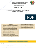 Práctica N°10 Principales Plagas de La Papa, Camote, Yuca y Algunos Parasitoides